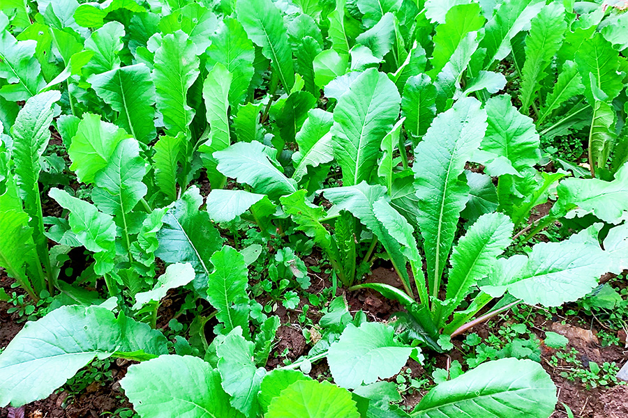 蔬菜