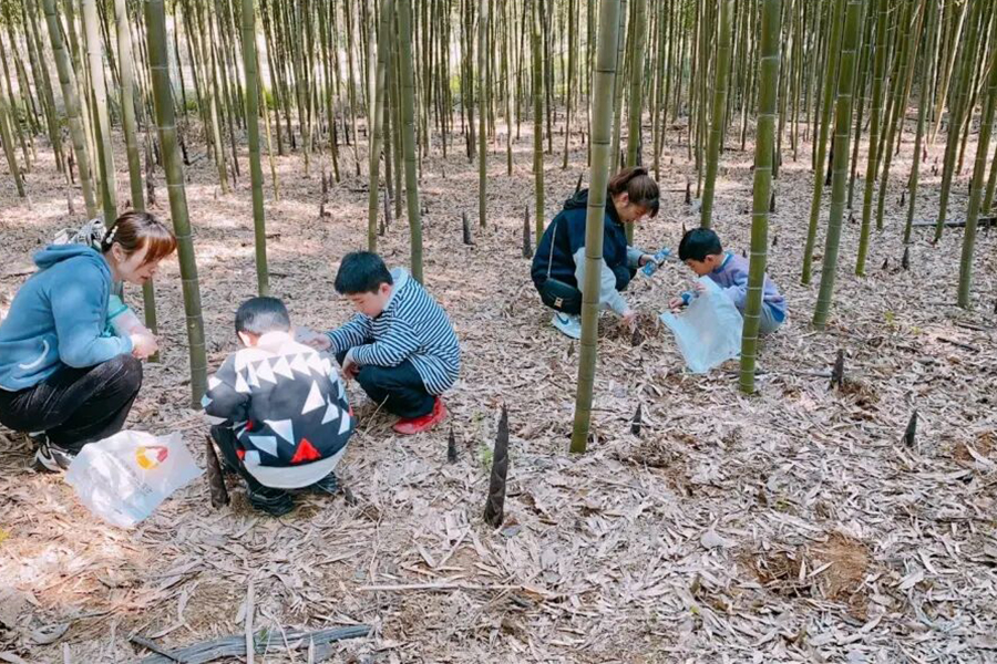 挖笋活动开始啦